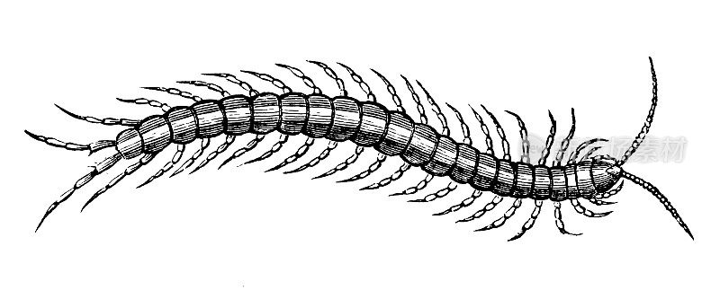 蜈蚣|古董动物插图